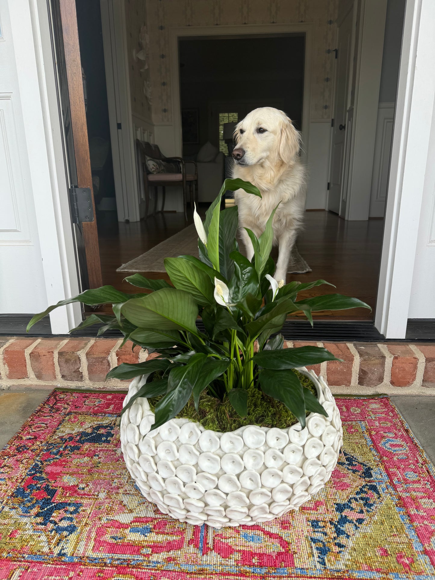 Peace Lily in Bowl