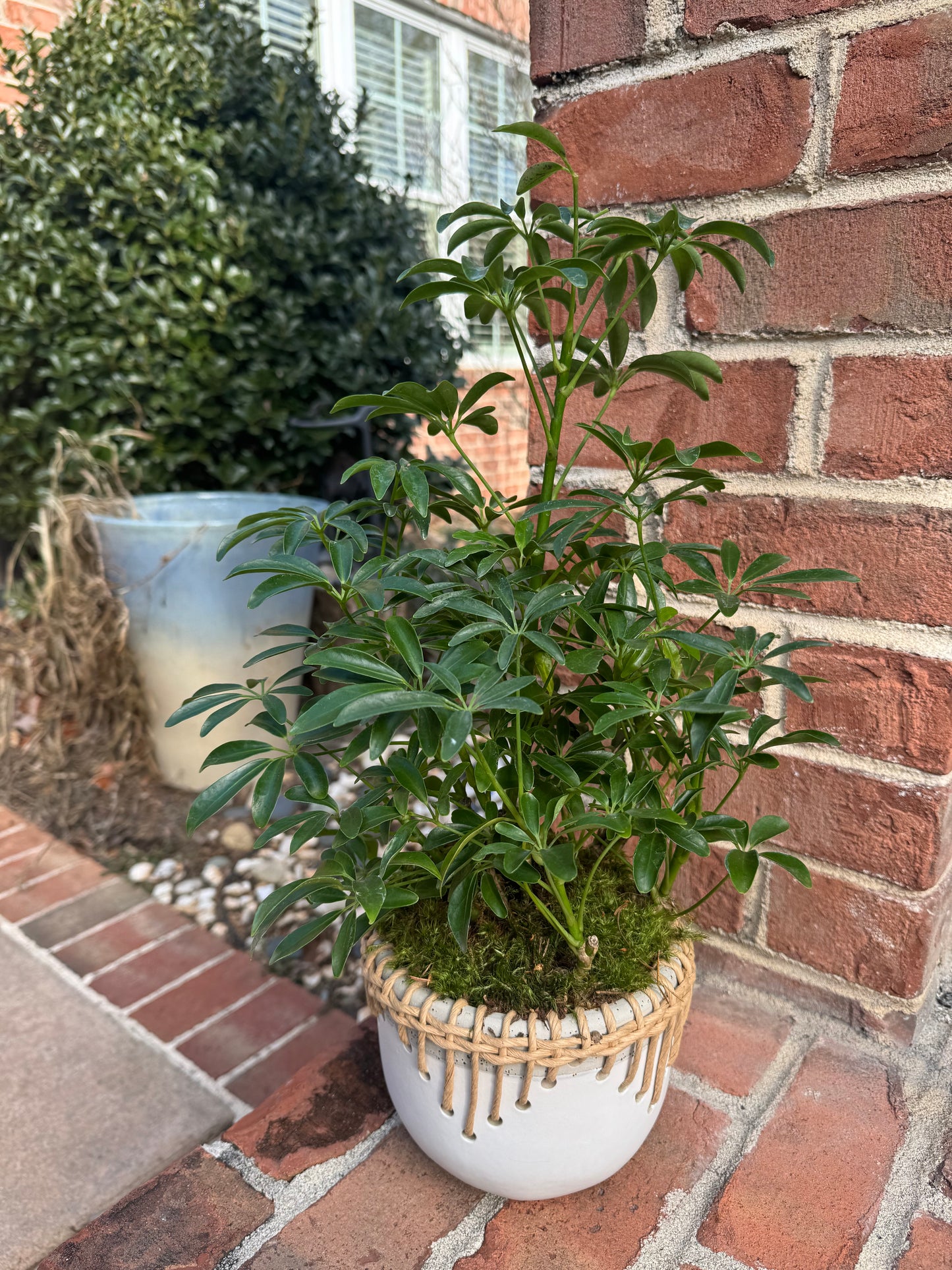 Umbrella plant + pot