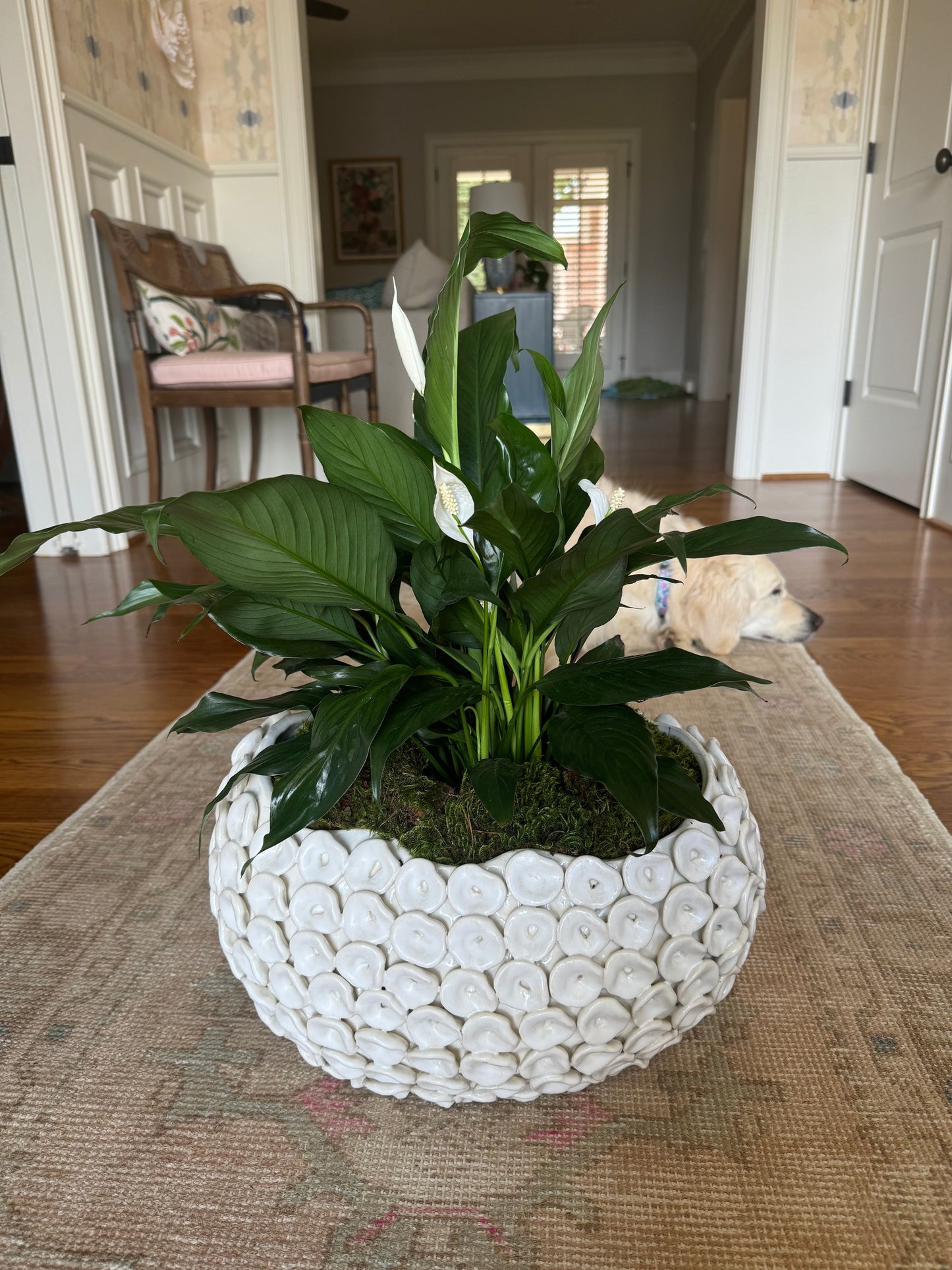 Peace Lily in Bowl
