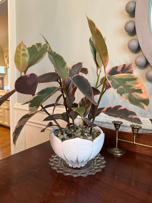 Rubber plant with vase