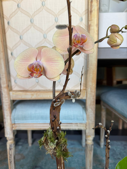 Peach orchid arrangement