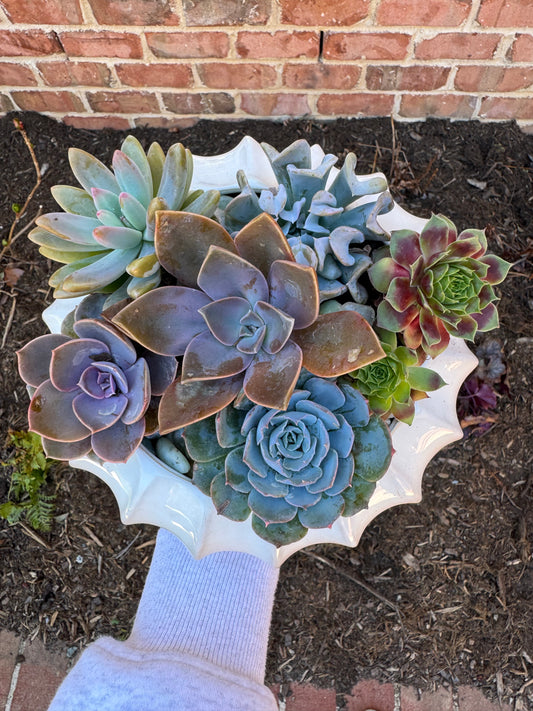 Succulent Bowl