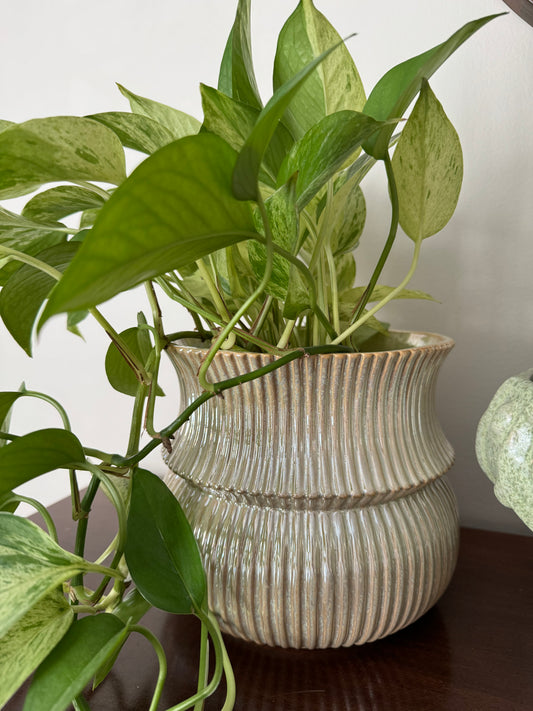 Verdant pot